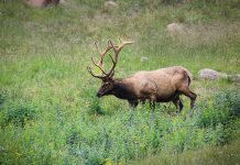 UTAH COUNTIES AND CITIES ATTEMPT TO BAN HUNTING