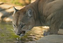 LIVING WITH MOUNTAIN LIONS