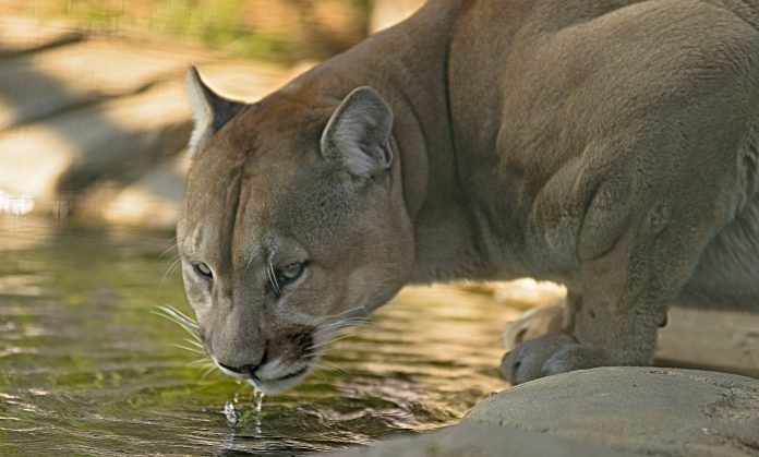 LIVING WITH MOUNTAIN LIONS