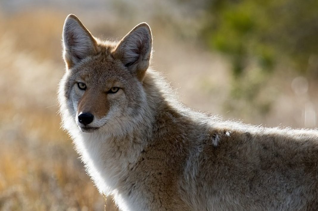NEVADA COYOTE BILL EQUAL MANSLAUGHTER