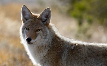 NEVADA COYOTE BILL EQUAL MANSLAUGHTER