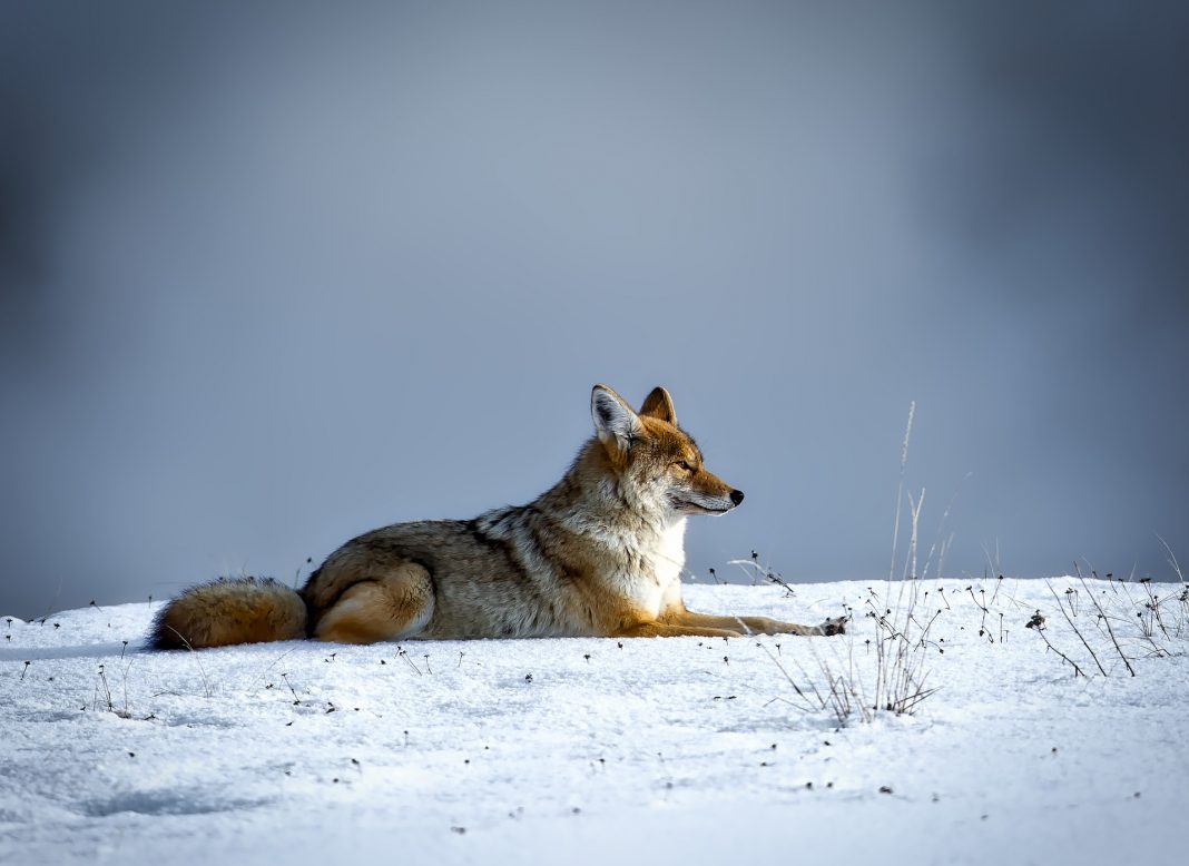 OREGON BILL LOOKS TO BAN COYOTE CONTESTS