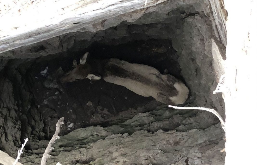 ELK RESCUED FROM MINE SHAFT