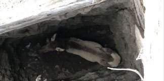ELK RESCUED FROM MINE SHAFT