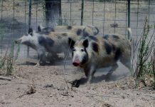 FERAL PIGS FOUND TO HAVE PSEUDORABIES AT AN EL PASO COUNTY FARM