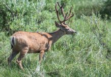 CPW HOST PUBLIC MEETING ABOUT GRAND JUNCTION DEER