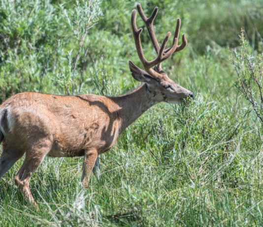 CPW HOST PUBLIC MEETING ABOUT GRAND JUNCTION DEER