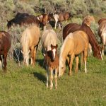 BLM SEEKS OFF-RANGE PASTURES FOR WILD HORSES