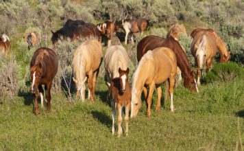 BLM SEEKS OFF-RANGE PASTURES FOR WILD HORSES