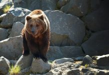 SOW GRIZZLY BEAR EUTHANIZED IN IDAHO