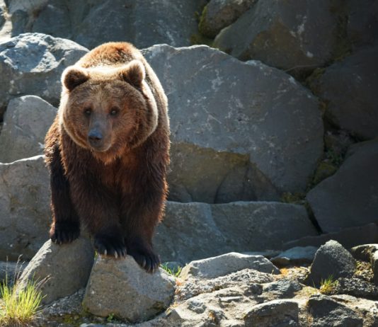 SOW GRIZZLY BEAR EUTHANIZED IN IDAHO