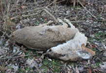 deer urine potentially contains CWD