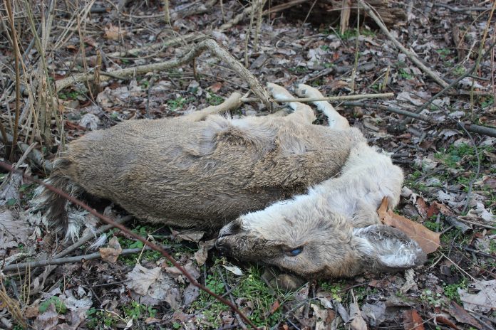 deer urine potentially contains CWD