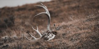 SHED HUNTING REMAINS CLOSED UNTIL MAY 1ST