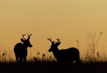 The Bowmars Are The Latest Defendants In Nebraska Poaching Case