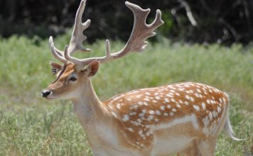 TEXAS WILDLIFE COMMISION APPROVES CHANGES FOR 2021-2022