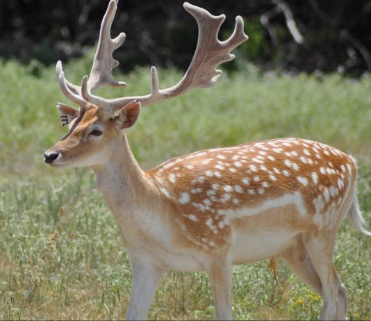 TEXAS WILDLIFE COMMISION APPROVES CHANGES FOR 2021-2022