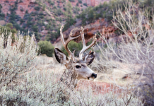 CWD FOUND IN SALT LAKE COUNTY FOR FIRST TIME