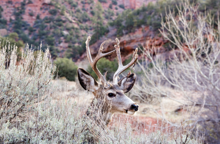 CWD FOUND IN SALT LAKE COUNTY FOR FIRST TIME