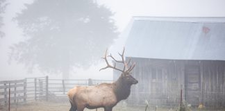 ELK TAGS STILL AVAILABLE FOR RESIDENTS