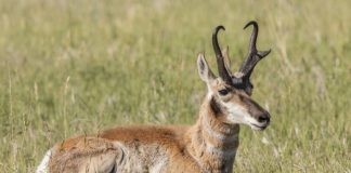 NORTH DAKOTA PRONGHORN NUMBERS HAVE DROPPED
