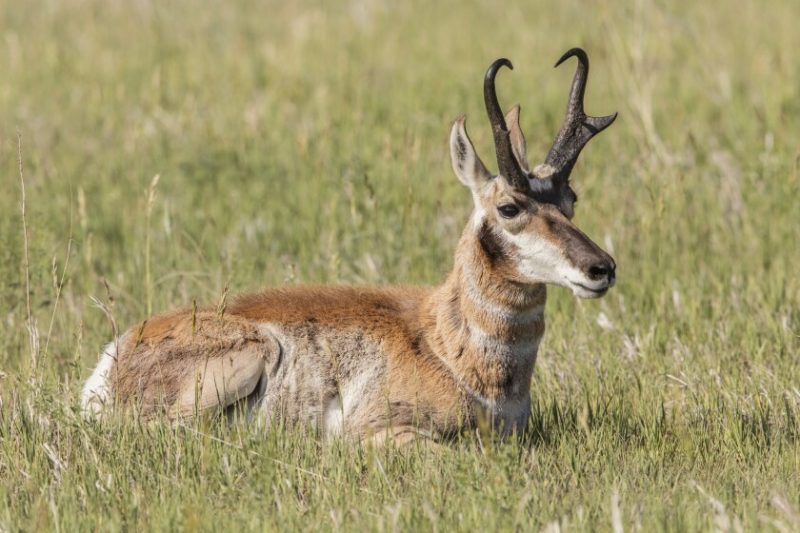 NORTH DAKOTA PRONGHORN NUMBERS HAVE DROPPED
