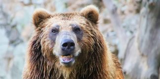 GRIZZLY BEAR RELOCATED AWAY FROM LIVESTOCK