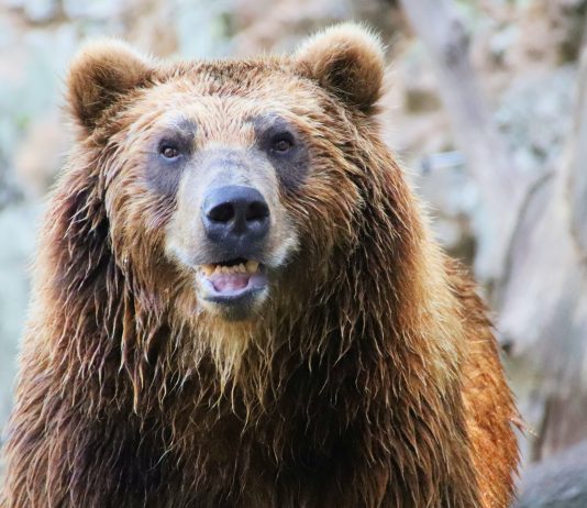 GRIZZLY BEAR RELOCATED AWAY FROM LIVESTOCK