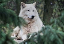 WISCONSIN SETS FALL WOLF HUNT QUOTA AT 300