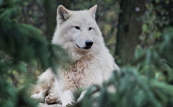 WISCONSIN SETS FALL WOLF HUNT QUOTA AT 300
