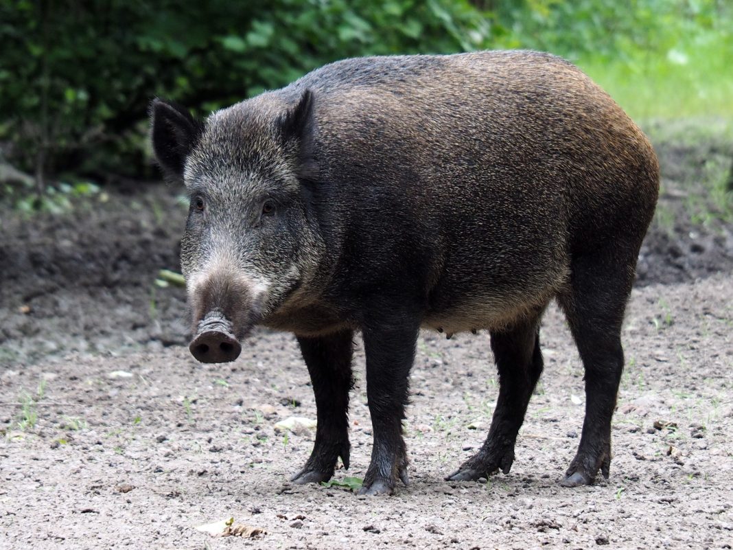 TEXAS WOMAN DIES AFTER BEING ATTACKED BY FERAL HOGS