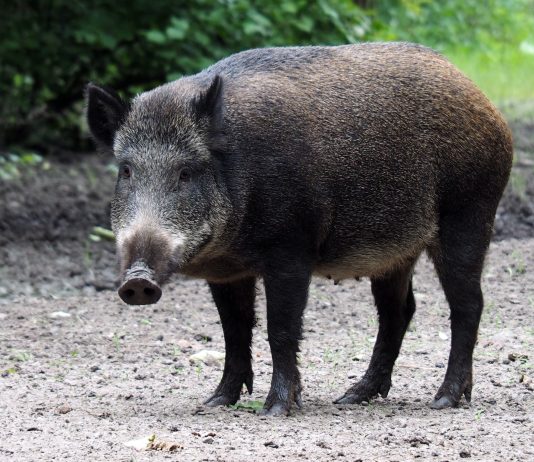TEXAS WOMAN DIES AFTER BEING ATTACKED BY FERAL HOGS