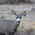 CHANGES FOR ARIZONA ARCHERY OVER THE COUNTER DEER HUNTERS