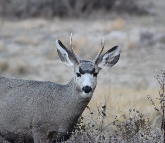 CHANGES FOR ARIZONA ARCHERY OVER THE COUNTER DEER HUNTERS