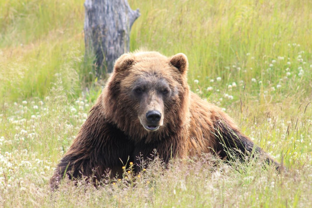 HUNTERS KILL CHARGING GRIZZLY IN MONTANA