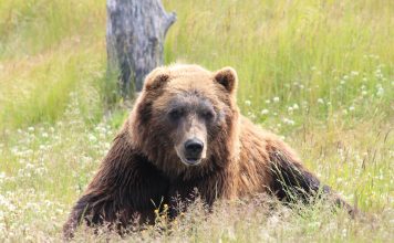 HUNTERS KILL CHARGING GRIZZLY IN MONTANA