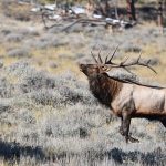 CPW SEARCHING FOR ELK POACHER