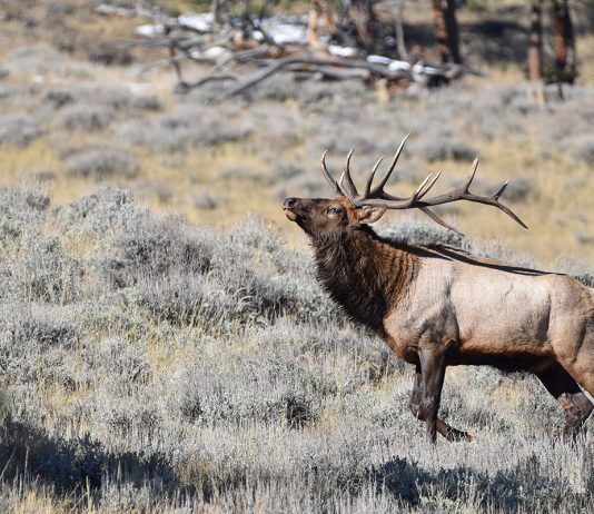 CPW SEARCHING FOR ELK POACHER