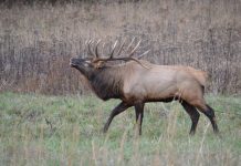 COURT UPHOLDS NATIVE AMERICAN HUNTING RIGHTS