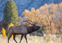 MORE ELK TAGS AVAILABLE IN IDAHO’S WOOD RIVER VALLEY DUE TO SB1151