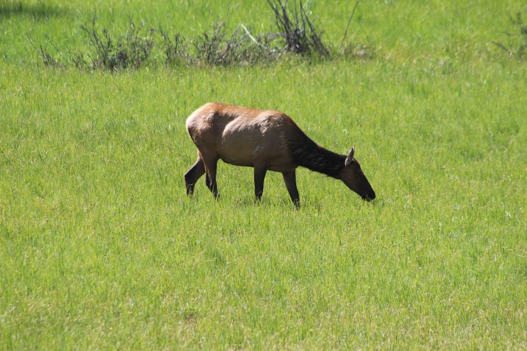 WYOMING ACCEPTS 1,130 ELK BRUCELLOSIS SAMPLES