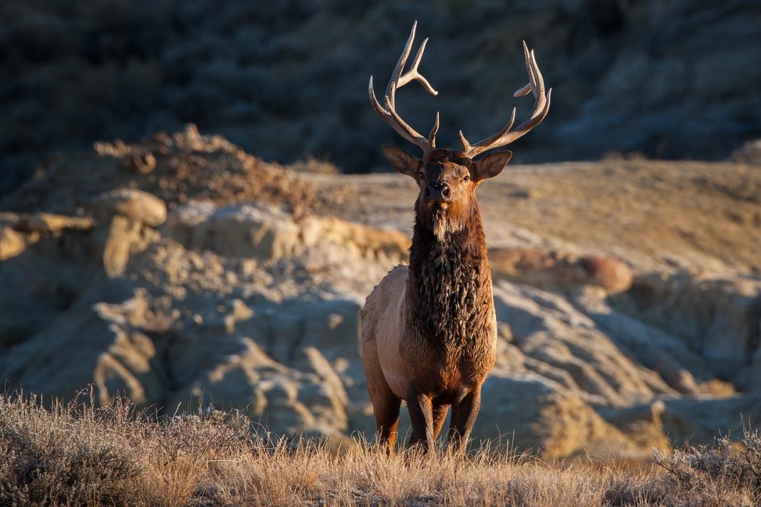 SOUTH DAKOTA LIKELY TO EXPAND ELK HUNTING OPPORTUNITIES