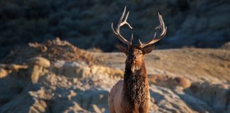 SOUTH DAKOTA LIKELY TO EXPAND ELK HUNTING OPPORTUNITIES
