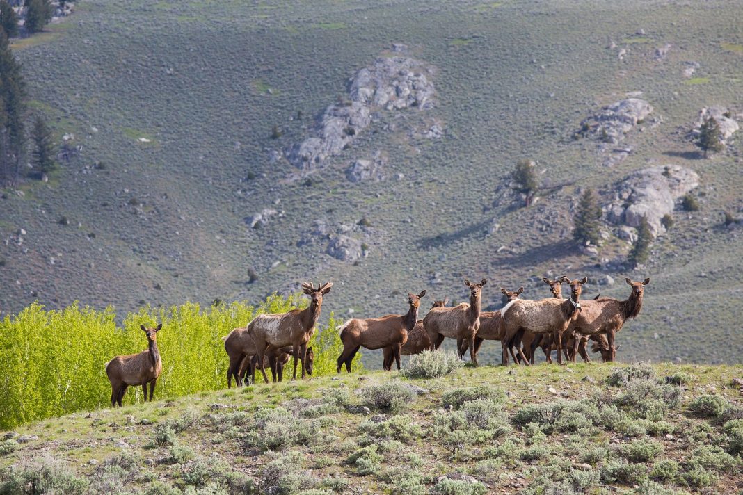 BOULDER COUNTY TO CULL RED HILL ELK HERD