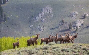 BOULDER COUNTY TO CULL RED HILL ELK HERD