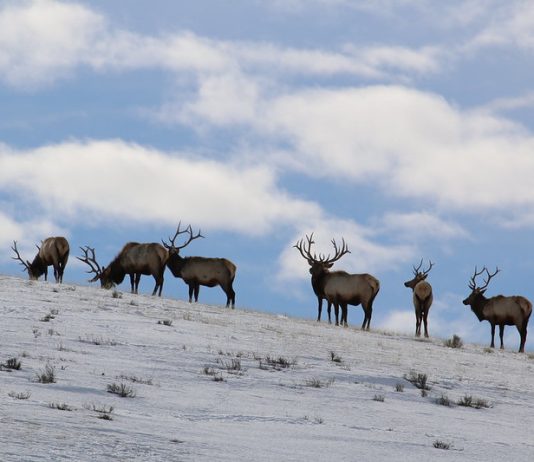 NATIONAL FOREST CONSIDERS SHUTTING DOWN TWO ELK FEEDGROUNDS