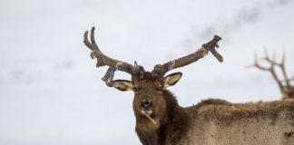 DWR SUGGESTS MOVING ALL ELK PERMITS TO A DRAW SYSTEM