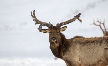 DWR SUGGESTS MOVING ALL ELK PERMITS TO A DRAW SYSTEM