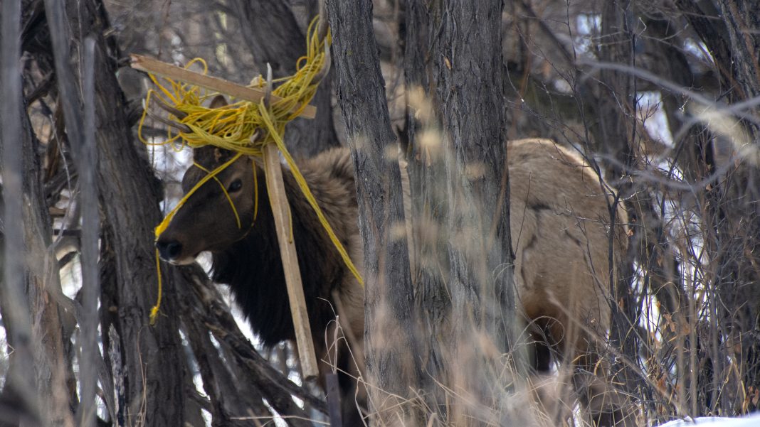 CPW RESCUSE ELK THAT BECAME ENTANGLED IN ROPE