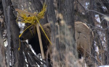 CPW RESCUSE ELK THAT BECAME ENTANGLED IN ROPE